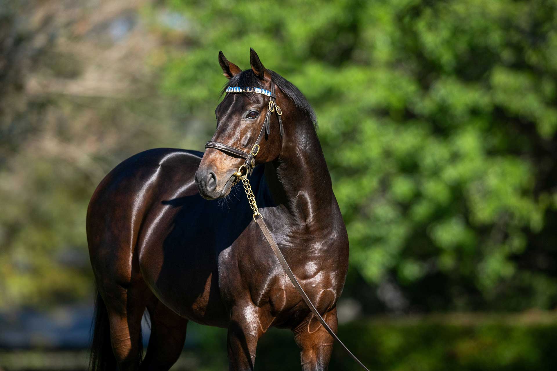 A 5th Group 1 winner in 2026 for Too Darn Hot