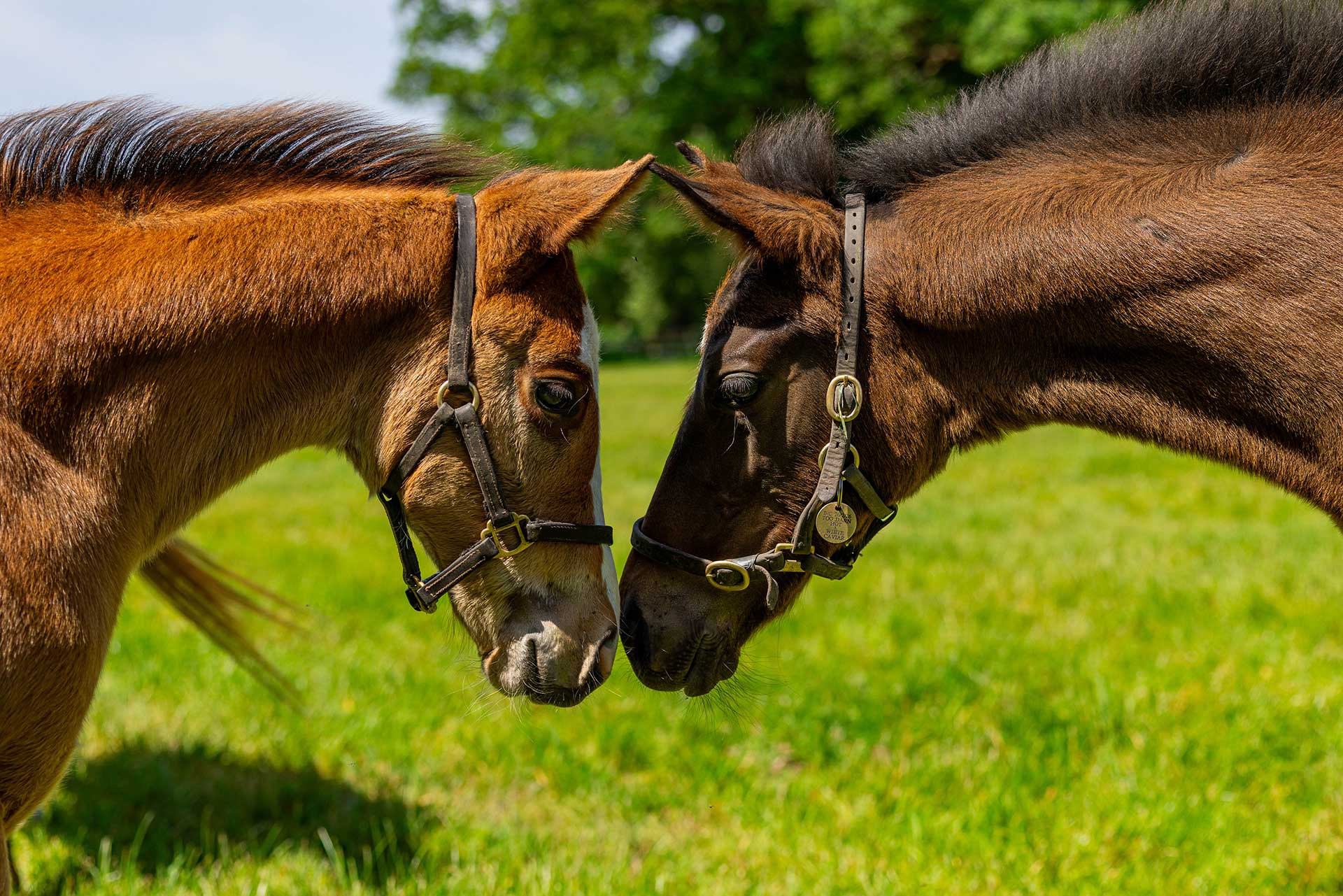 The 2026 Foaling Season Comes to a Close