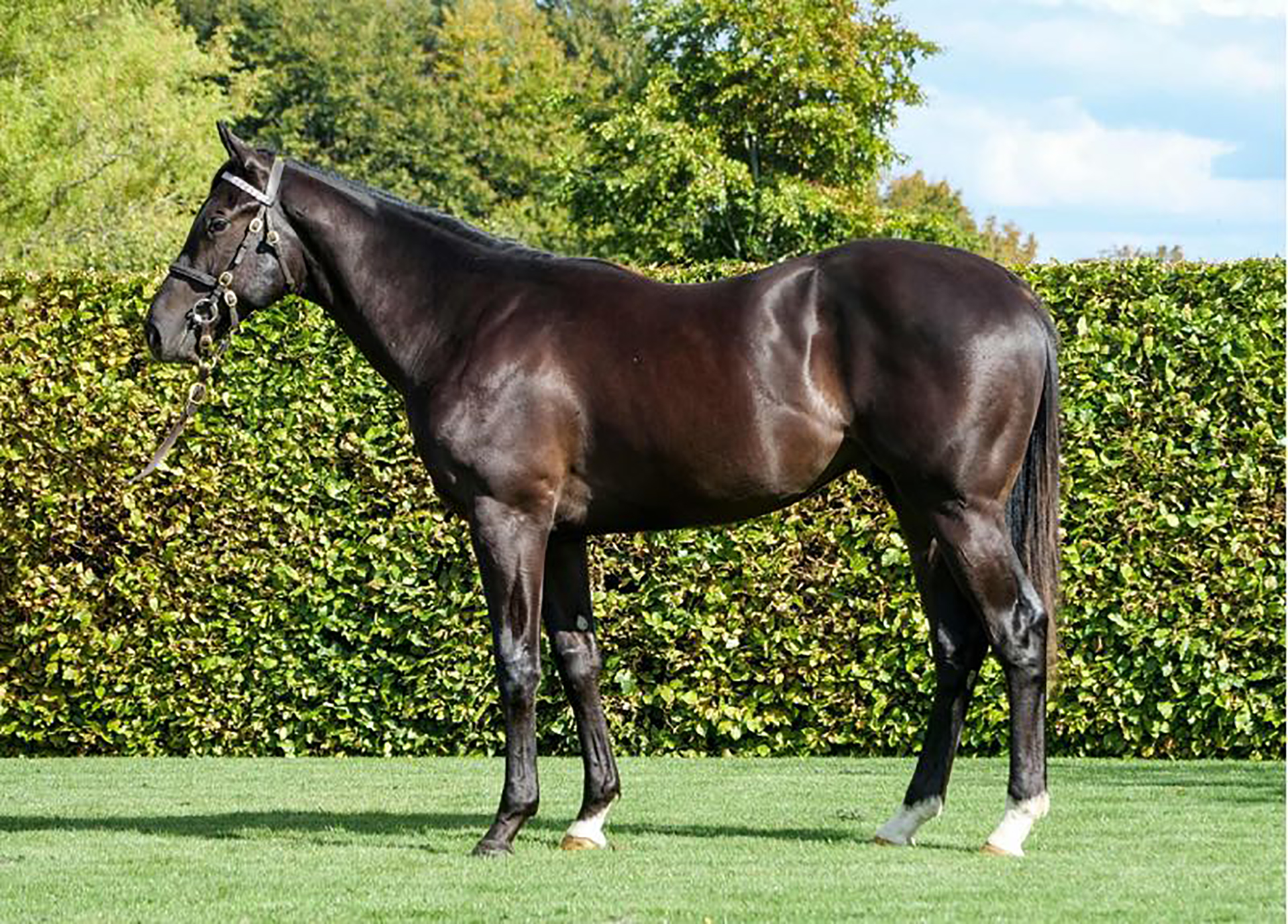 Five Years of Million-Guinea Success at Tattersalls Book 1
